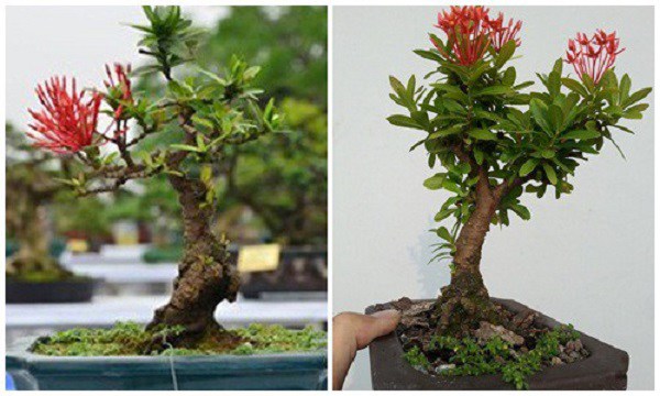 Phân loại và chăm sóc các loại cây cảnh bonsai đơn giản tại nhà - 6