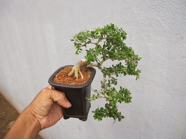 Phân loại và chăm sóc các loại cây cảnh bonsai đơn giản tại nhà - 7