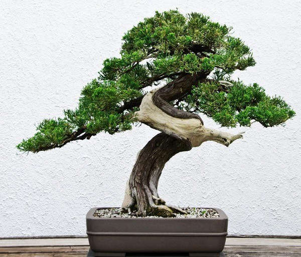 Phân loại và chăm sóc các loại cây cảnh bonsai đơn giản tại nhà - 9