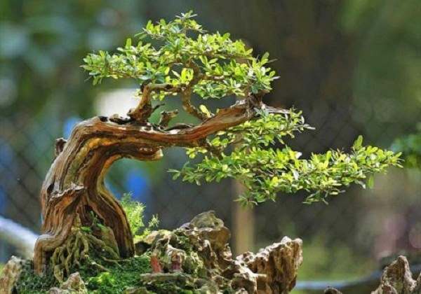 Phân loại và chăm sóc các loại cây cảnh bonsai đơn giản tại nhà - 10