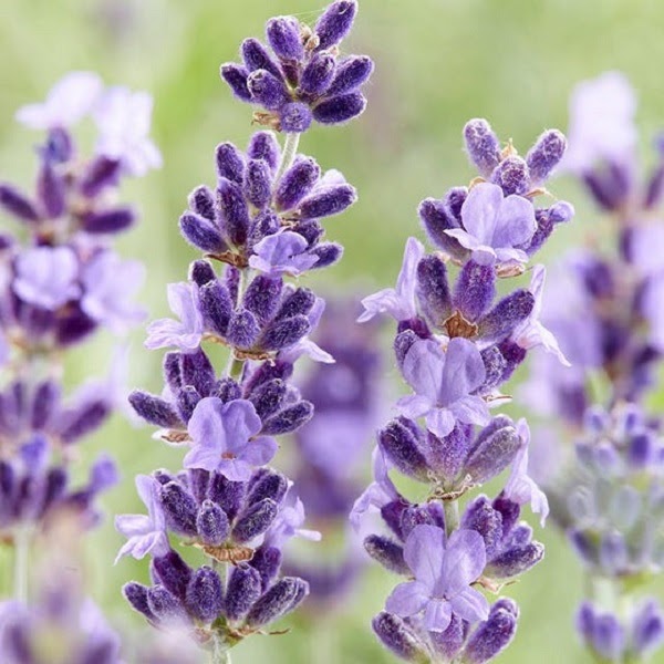 Ý nghĩa hoa Lavender và cách trồng, chăm sóc tại nhà - 4