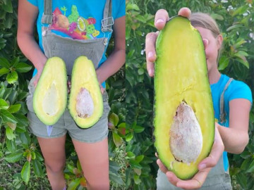 Choáng với những quả bơ siêu to khổng lồ: 1 quả xay sinh tố cho cả xóm uống