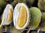 Tiêu dùng - Sầu riêng rẻ như cho chỉ 15.000 đồng/kg, người trồng sầu lý giải nguyên nhân rớt giá