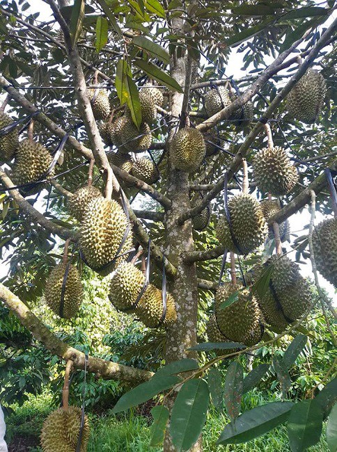 Sau Rae Sầu riêng rẻ như cho chỉ 15.000 đồng/kg, người trồng sầu lý giải nguyên ...