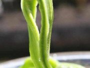 Xem ăn chơi - Trung Quốc: Món này từng được tiến vua nhưng giờ cho không ai lấy