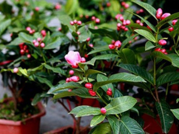 Cách trồng và chăm sóc hoa hải đường tại nhà