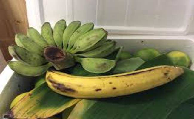 Chiêm ngưỡng loại chuối khổng lồ, mỗi quả nặng gần 1kg ở VN - 1