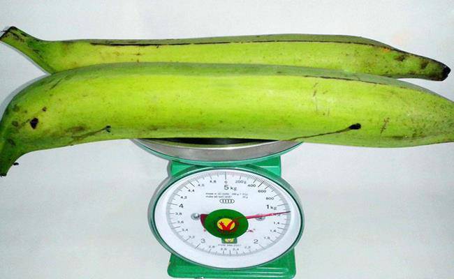 Chiêm ngưỡng loại chuối khổng lồ, mỗi quả nặng gần 1kg ở VN - 2