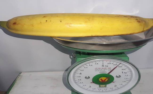 Chiêm ngưỡng loại chuối khổng lồ, mỗi quả nặng gần 1kg ở VN - 3