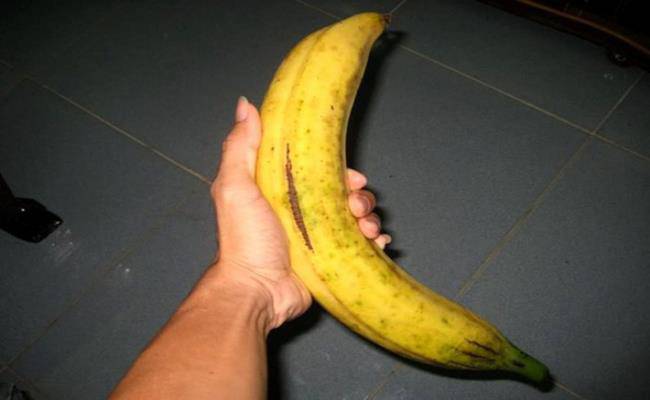 Chiêm ngưỡng loại chuối khổng lồ, mỗi quả nặng gần 1kg ở VN - 4