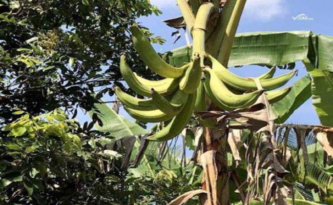 Chiêm ngưỡng loại chuối khổng lồ, mỗi quả nặng gần 1kg ở VN - 5