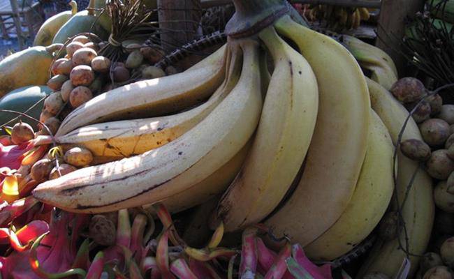 Chiêm ngưỡng loại chuối khổng lồ, mỗi quả nặng gần 1kg ở VN - 12