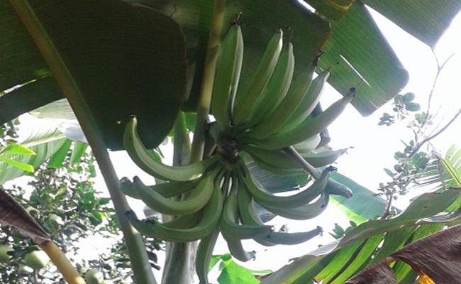 Chiêm ngưỡng loại chuối khổng lồ, mỗi quả nặng gần 1kg ở VN - 13