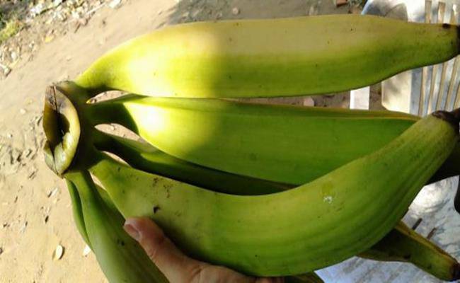 Chiêm ngưỡng loại chuối khổng lồ, mỗi quả nặng gần 1kg ở VN - 14