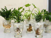 Nhà đẹp - Loại cây phong thuỷ chỉ cần có nước là sống, dân văn phòng chưa có phải mua ngay