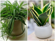 Nhà đẹp - Nhà tắm đặt 7 loại cây này, không lo thiếu nước, chẳng sợ cạn tiền