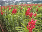 Nhà đẹp - Cách trồng và chăm sóc lan mokara, dân nghiệp dư vẫn cho hoa nở đều