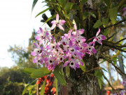 Nhà đẹp - Cách trồng và chăm sóc lan đùi gà