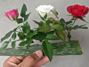 Nhà đẹp - Trồng hoa hồng bằng lá lô hội, sau khi thấy thành quả ai cũng muốn học theo