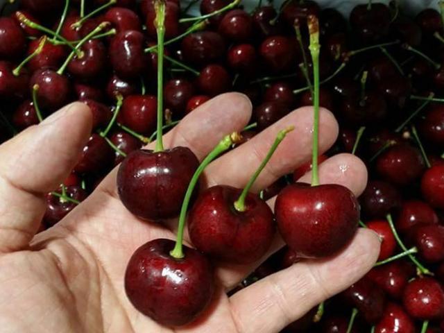 Bản tin tiêu dùng: Tiểu thương tiết lộ lý do cherry giảm giá sập sàn, chị em thi nhau mua​​​​​​​