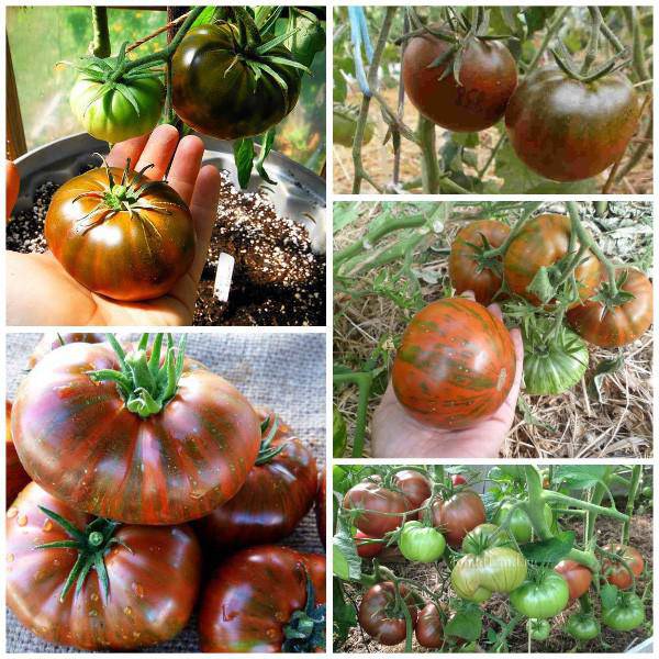 Những giống cà chua “siêu bổ-sạch-ngon” nhìn đã mê, ăn lại càng phê - 1