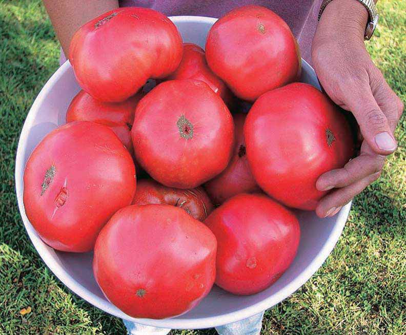 Những giống cà chua “siêu bổ-sạch-ngon” nhìn đã mê, ăn lại càng phê - 4
