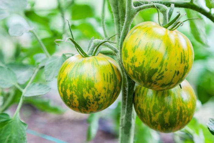 Những giống cà chua “siêu bổ-sạch-ngon” nhìn đã mê, ăn lại càng phê - 6