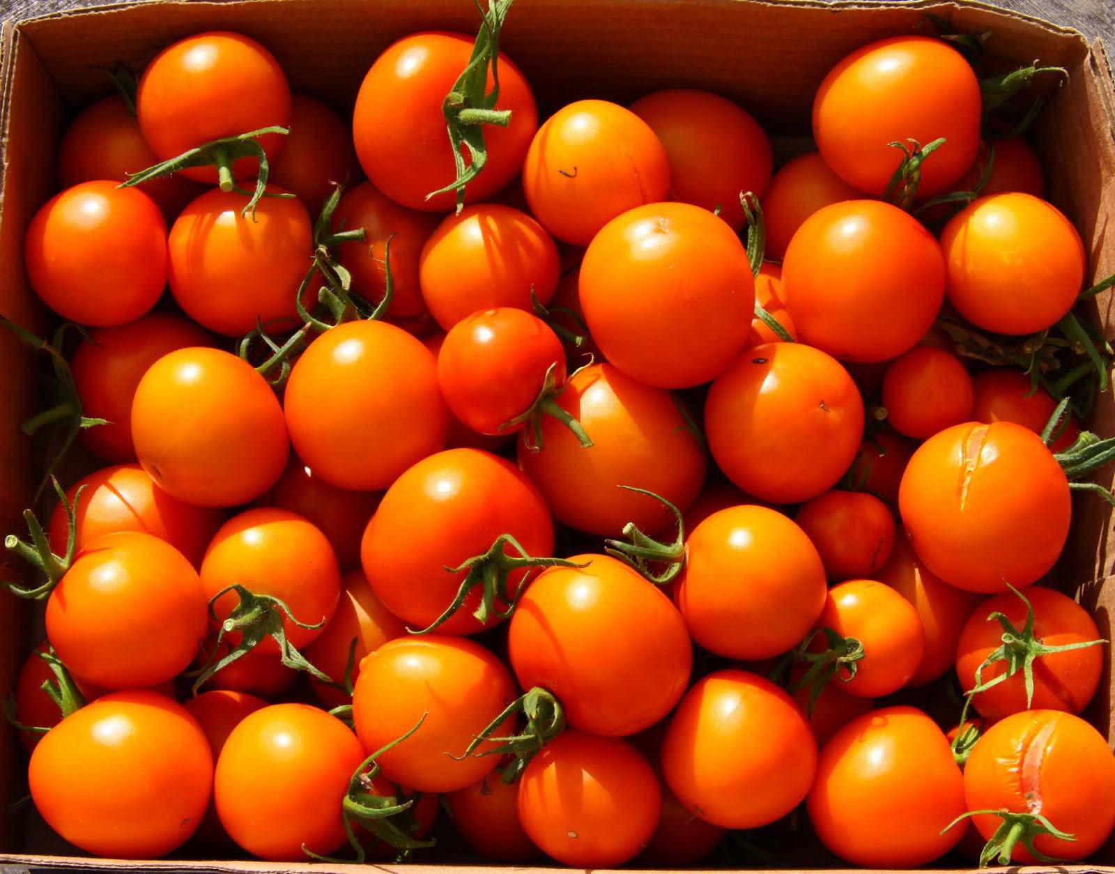 Những giống cà chua “siêu bổ-sạch-ngon” nhìn đã mê, ăn lại càng phê - 7