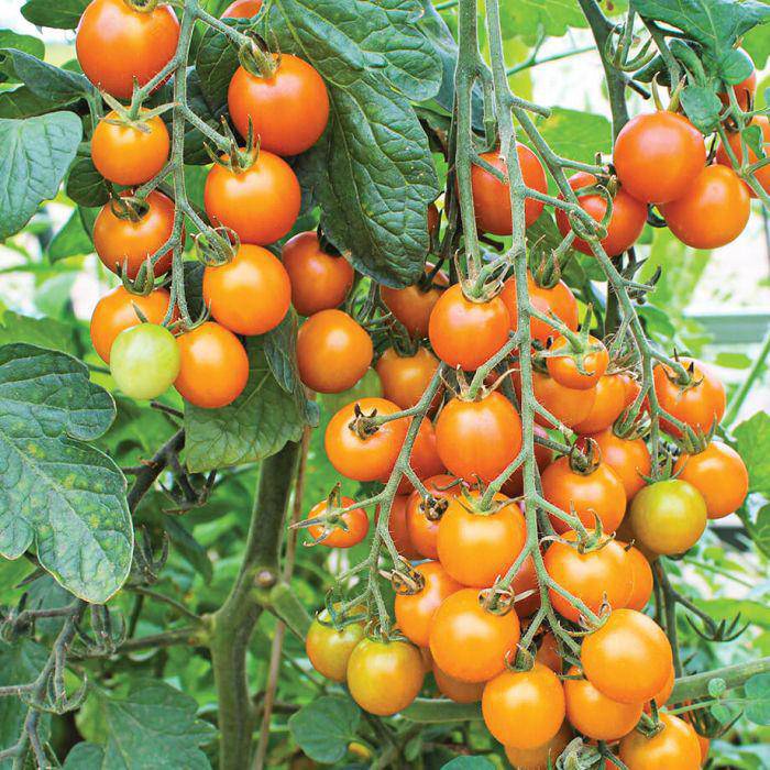 Những giống cà chua “siêu bổ-sạch-ngon” nhìn đã mê, ăn lại càng phê - 8