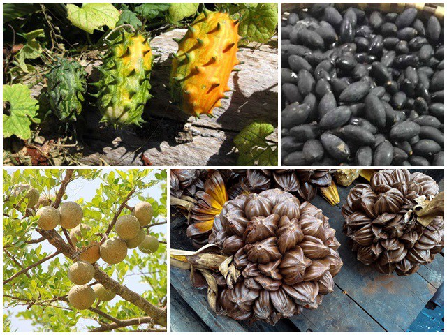 Loạt quả ở quê xấu xí gai góc không ngờ mang lại mỏ tiền cho người bán