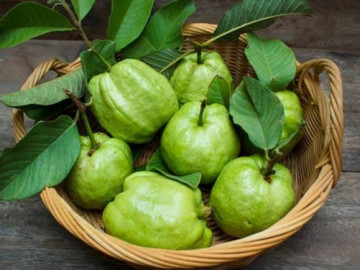 Tác dụng của quả ổi? Nên ăn ổi vào lúc nào?