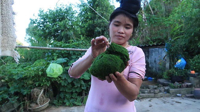 Đặc sản amp;#34;trời choamp;#34; mọc trên đá ở Việt Nam, ra suối lấy về tiền vào túi đều đều - 2