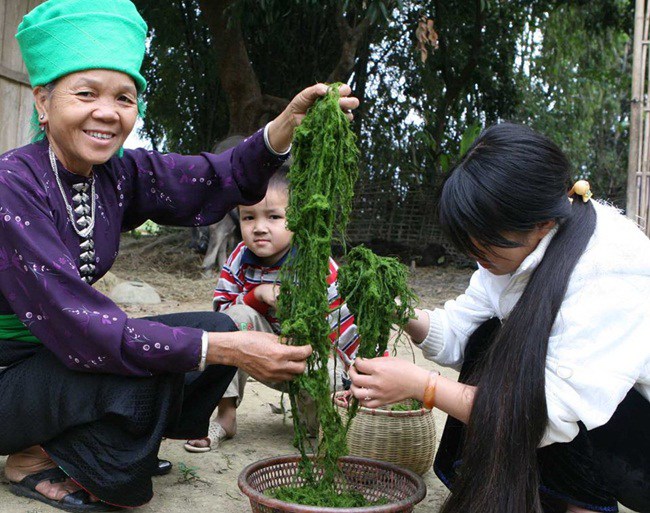 Đặc sản amp;#34;trời choamp;#34; mọc trên đá ở Việt Nam, ra suối lấy về tiền vào túi đều đều - 4