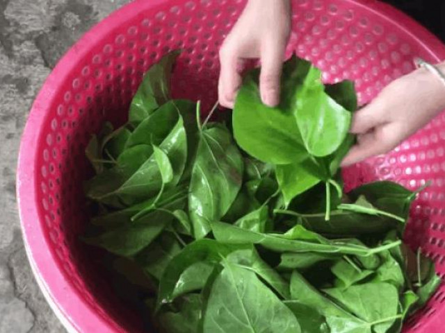 Xem ăn chơi - Lá ngón xào tỏi và cháo ấu tẩu: 2 thứ đặc sản đáng sợ nhưng độc nhất ở vùng cao