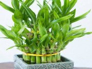 Nhà đẹp - Trồng 5 loại cây phong thủy này ở đâu, tiền bạc ào ào chảy về nơi đó
