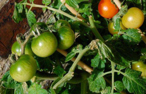 Lạ đời cách trồng cà chua thái miếng chỉ mất vài phút, sau được cả vườn cà chua sai trĩu - 1
