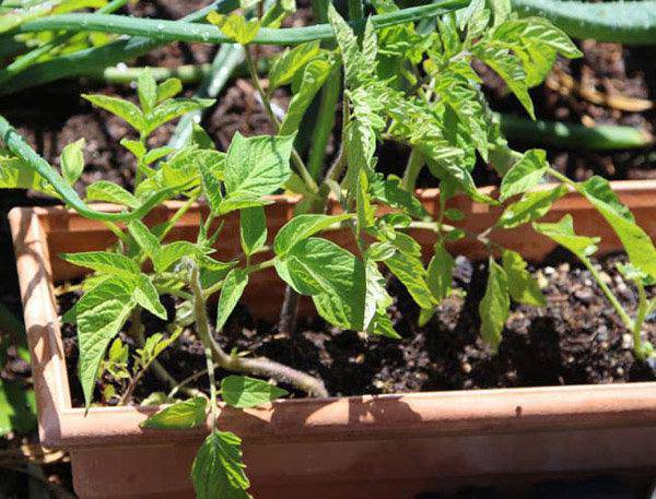 Lạ đời cách trồng cà chua thái miếng chỉ mất vài phút, sau được cả vườn cà chua sai trĩu - 7