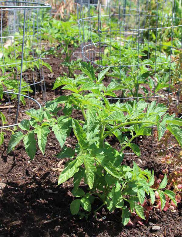 Lạ đời cách trồng cà chua thái miếng chỉ mất vài phút, sau được cả vườn cà chua sai trĩu - 8
