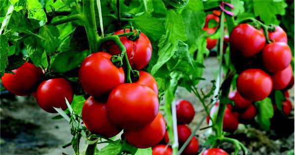 Lạ đời cách trồng cà chua thái miếng chỉ mất vài phút, sau được cả vườn cà chua sai trĩu - 9