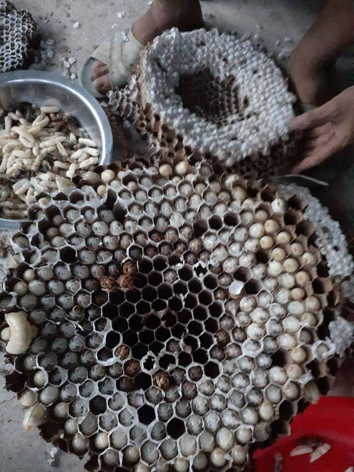 Chờ trời tối, rủ nhau vô rừng rình amp;#34;háiamp;#34; thứ amp;#34;thuốcamp;#34; đại bổ, nguy hiểm nhưng kiếm ra tiền - 1