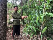 Tin tức - Vụ vợ câu kết với tình nhân giết chồng: Người vợ trốn vào rừng "mây mưa" với người tình