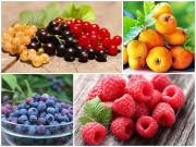 Tiêu dùng - Loạt quả ở nước ngoài "rẻ như bèo", thậm chí mọc dại, về Việt Nam hóa trái lạ đắt đỏ