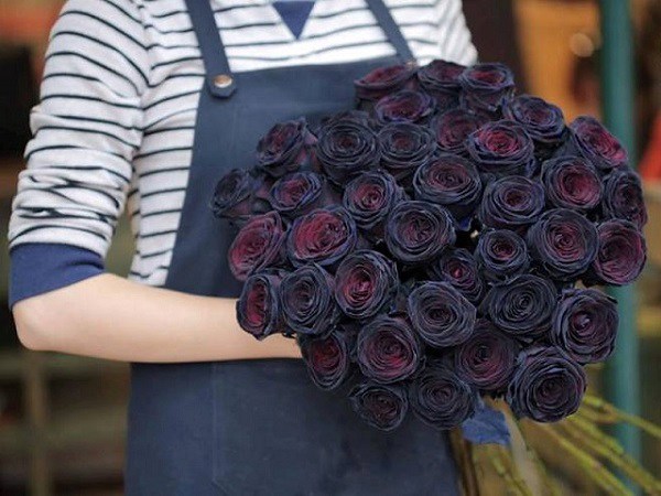 Ý nghĩa hoa hồng đen - loài hoa bí ẩn, hiếm có - 5