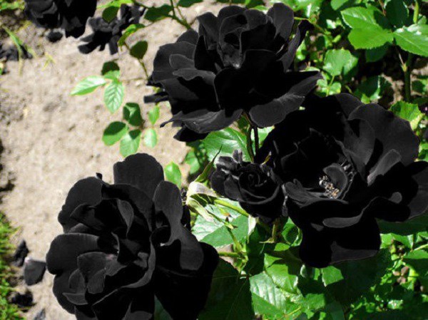 Ý nghĩa hoa hồng đen - loài hoa bí ẩn, hiếm có - 3