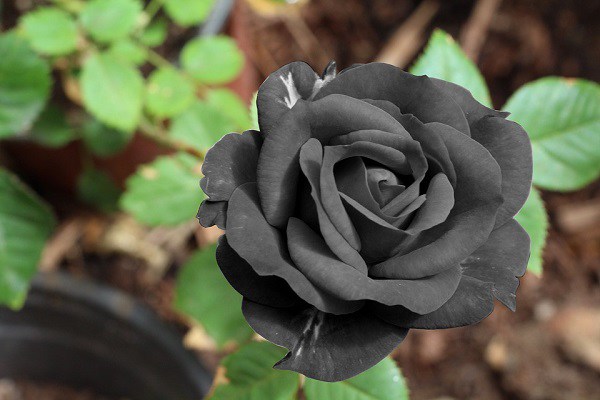 Ý nghĩa hoa hồng đen - loài hoa bí ẩn, hiếm có - 1