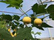 Tiêu dùng - Loại quả trong nước giá chưa tới 2.000 đồng, nhập từ Nhật về trồng bán giá gấp 100 lần