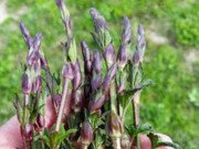 Tiêu dùng - Hơn 25 triệu/kg, không ai ngờ loại rau giá "trên trời" này lại là thứ... mọc hoang