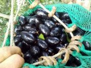 Xem ăn chơi - Thứ quả đen sì sì là đặc sản ở Cao Bằng giá 175 ngàn/kg vẫn đắt khách vì lạ miệng