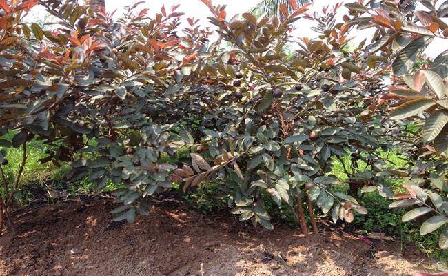 Kì lạ giống ổi thâm tím, bổ ra nhìn như thanh long đang được bán ở Việt Nam - 1