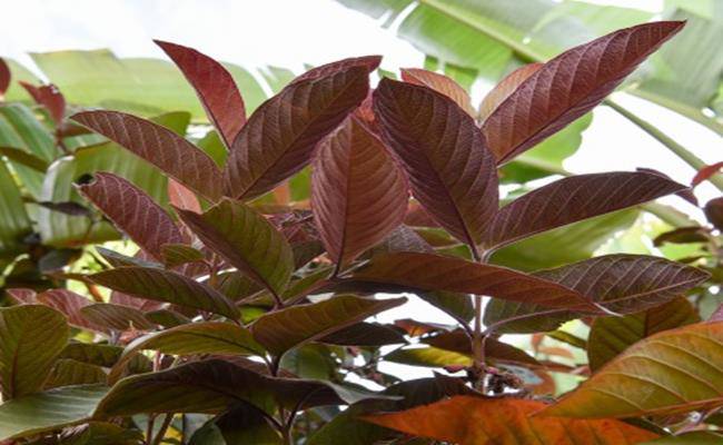 Kì lạ giống ổi thâm tím, bổ ra nhìn như thanh long đang được bán ở Việt Nam - 2